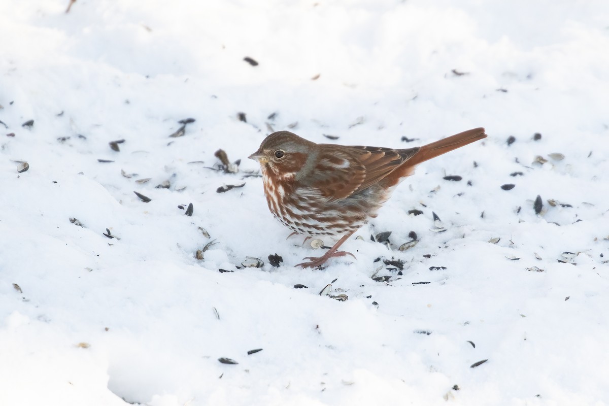 Fox Sparrow - ML613656443