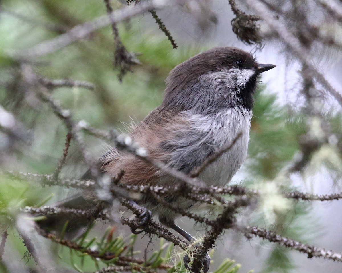 Boreal Chickadee - Mark Baldwin