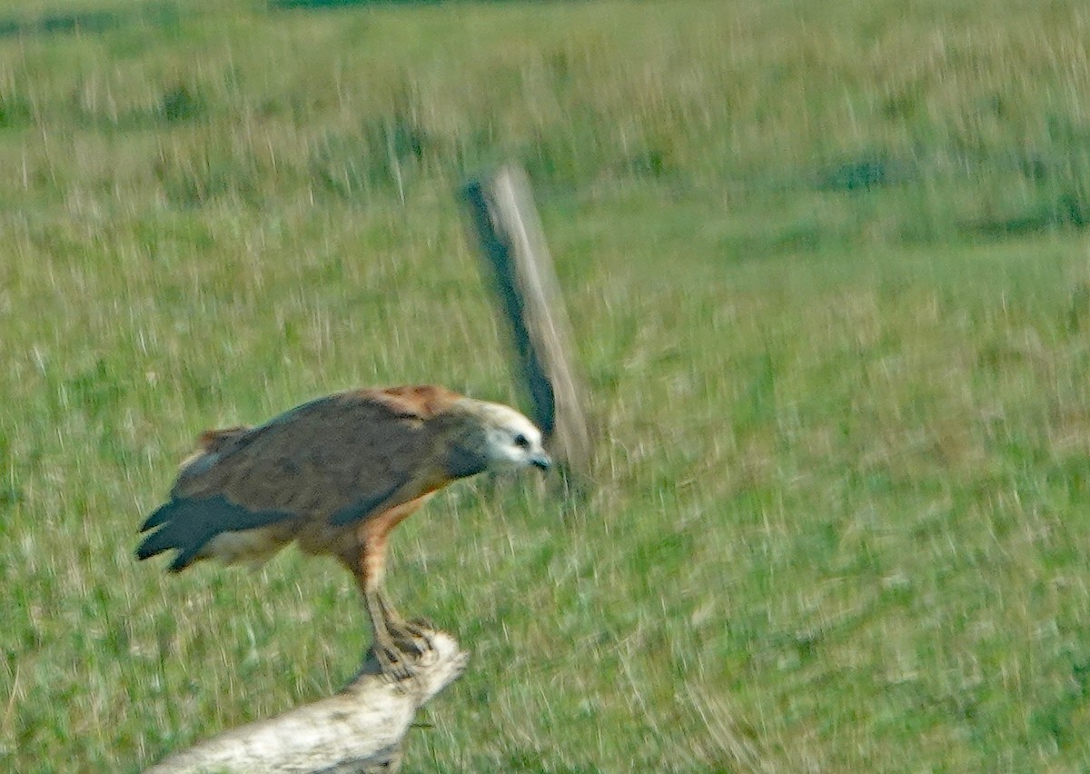 Black-collared Hawk - ML613656513