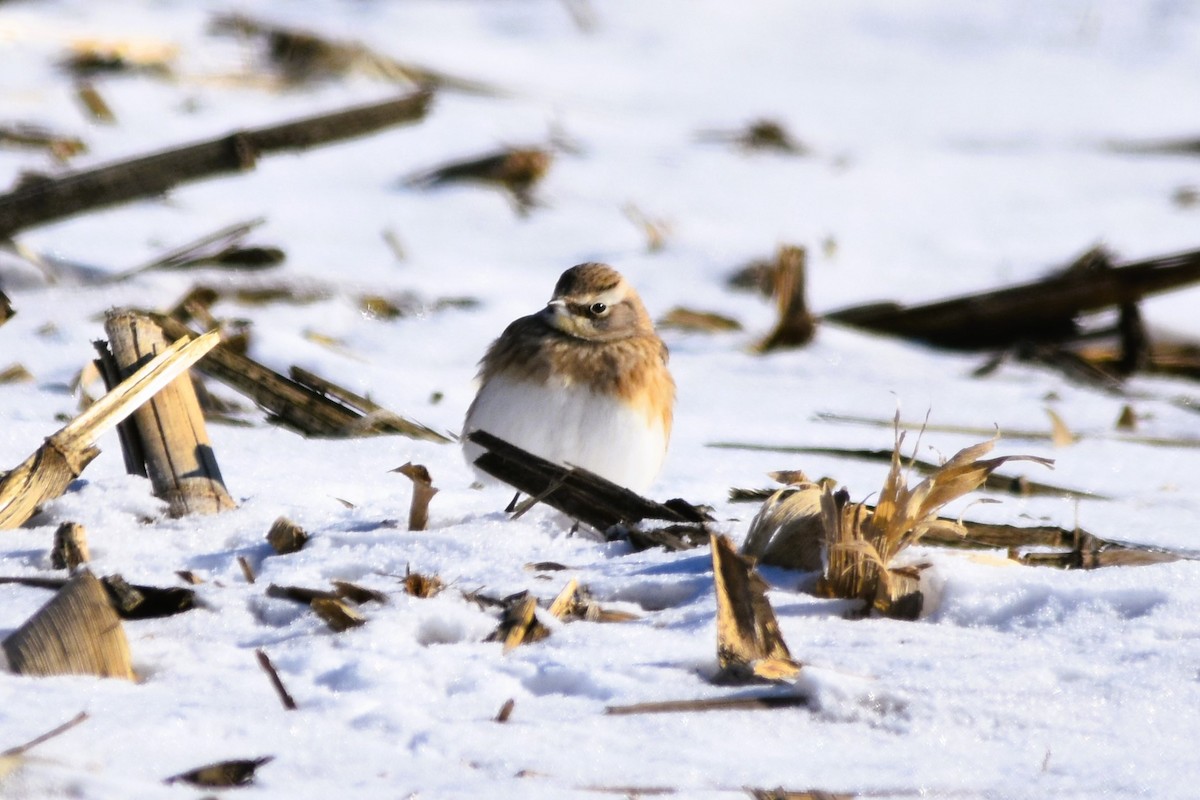 Horned Lark - Mark Greene