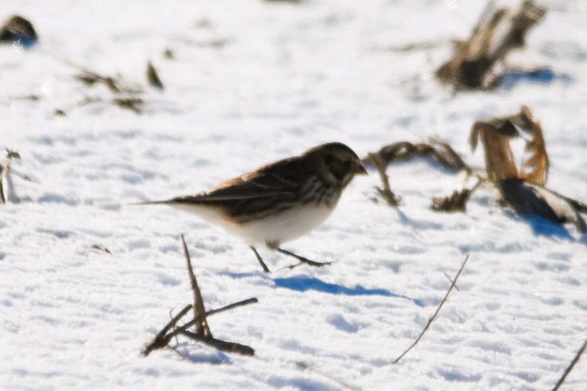 Lapland Longspur - ML613656615