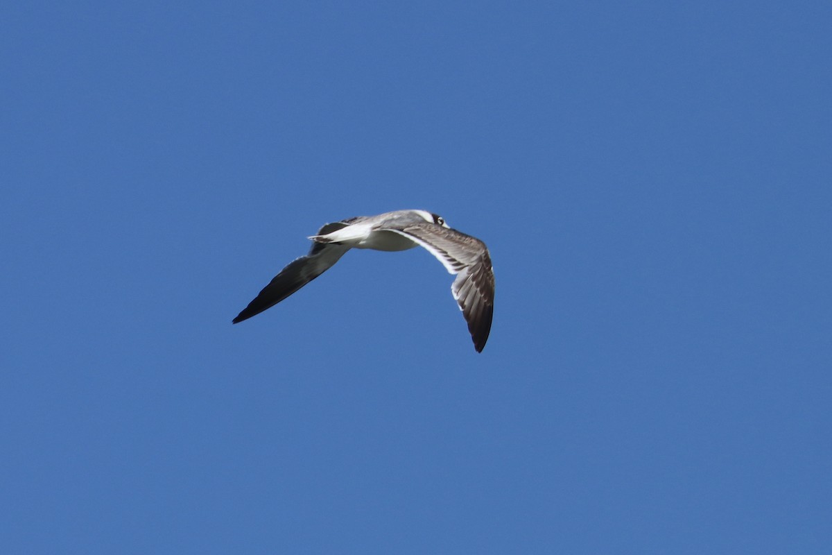 Mouette de Franklin - ML613656735