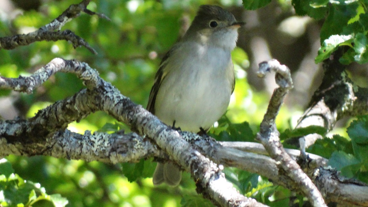 White-crested Elaenia - ML613656758