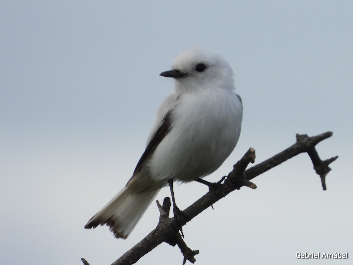 Monjita Blanca - ML613656766