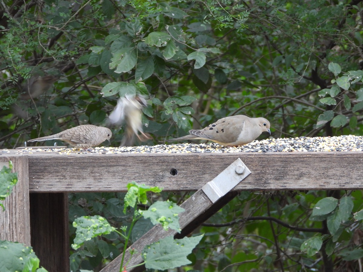 Mourning Dove - ML613656834