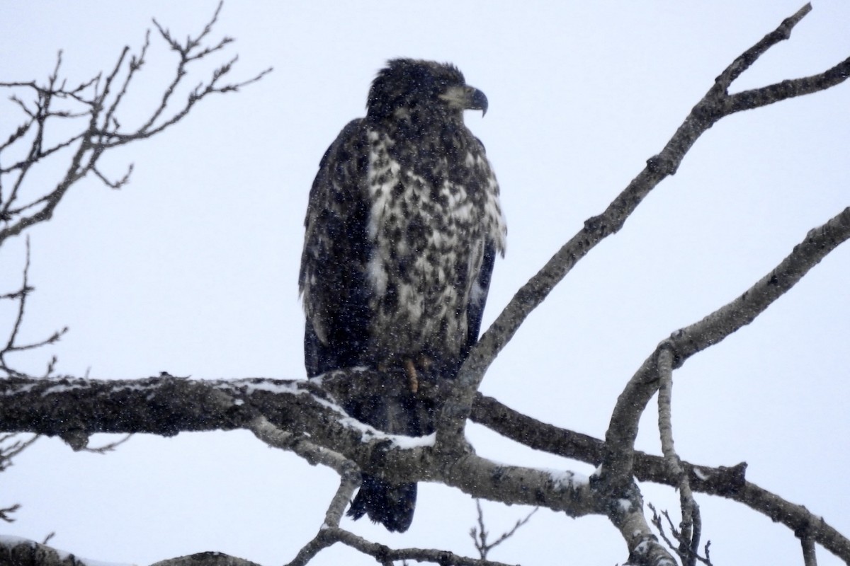 Weißkopf-Seeadler - ML613656859