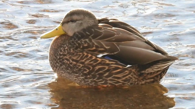 Mexican Duck - ML613656898