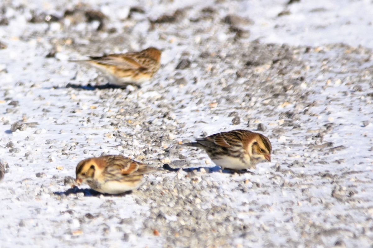 Lapland Longspur - Mark Greene