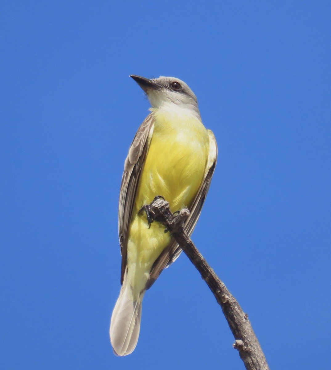 Couch's Kingbird - Joanne Does