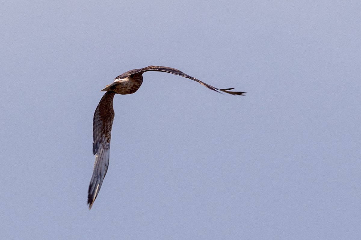 Swamp Harrier - ML613656975