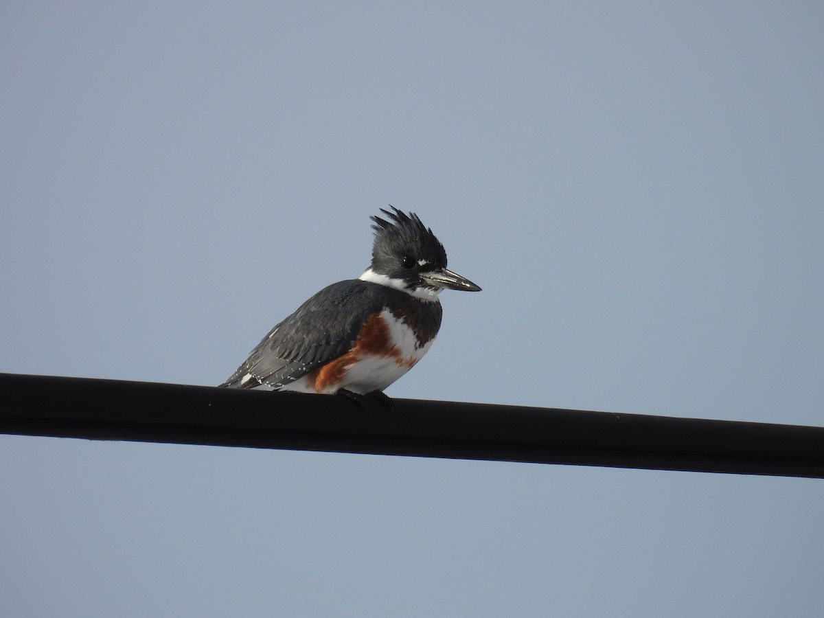 Belted Kingfisher - ML613656980