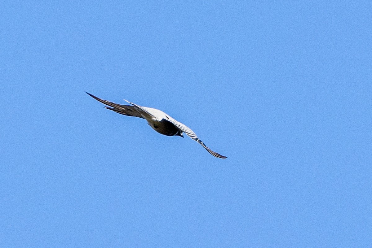 Black-faced Cuckooshrike - ML613656989