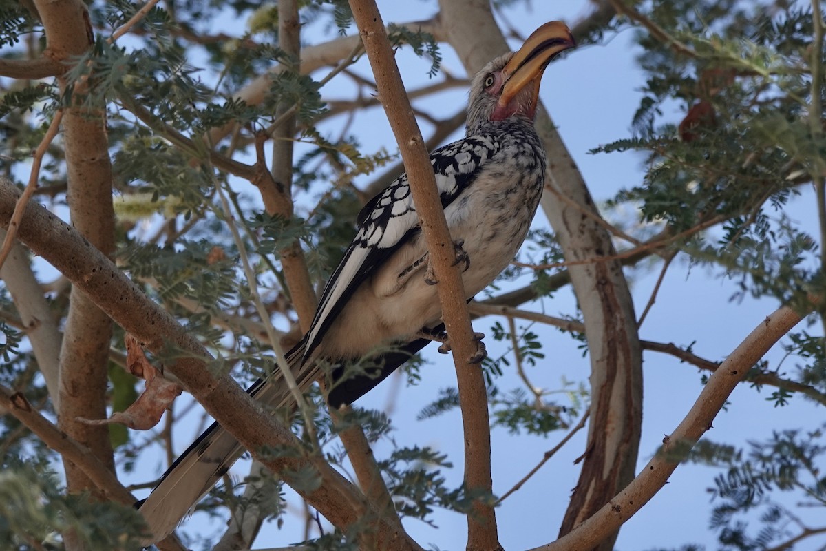 Southern Yellow-billed Hornbill - ML613657046