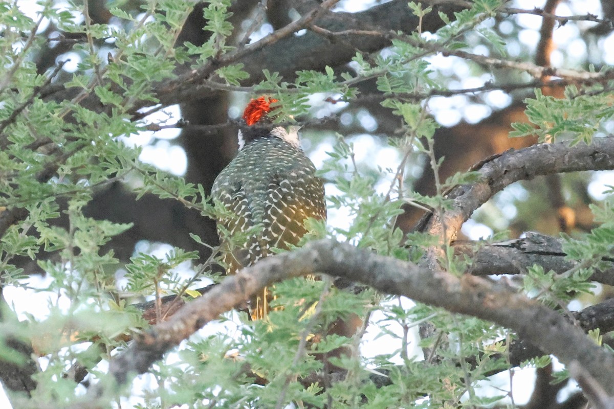 Golden-tailed Woodpecker (Golden-tailed) - ML613657055