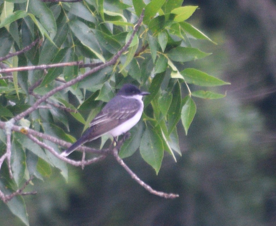 Eastern Kingbird - ML61365711