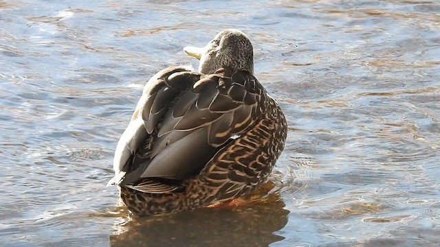 Mexican Duck - ML613657116