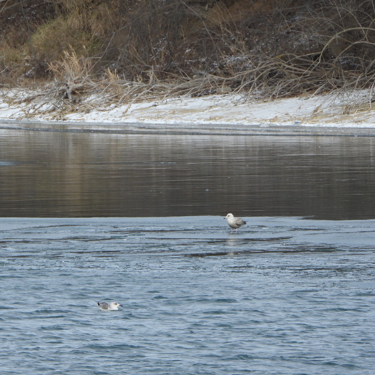 Herring Gull - ML613657169