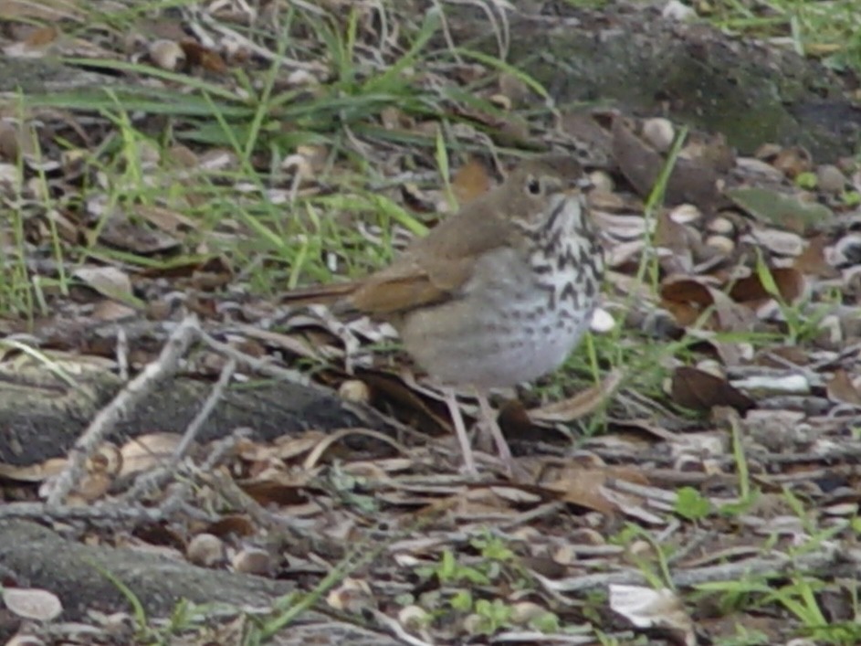 Hermit Thrush - ML613657171