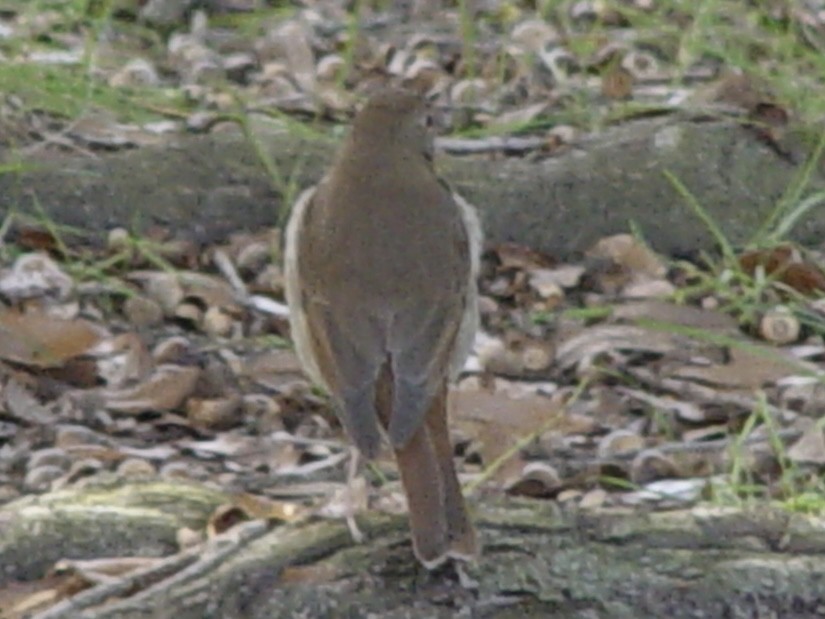 Hermit Thrush - ML613657172