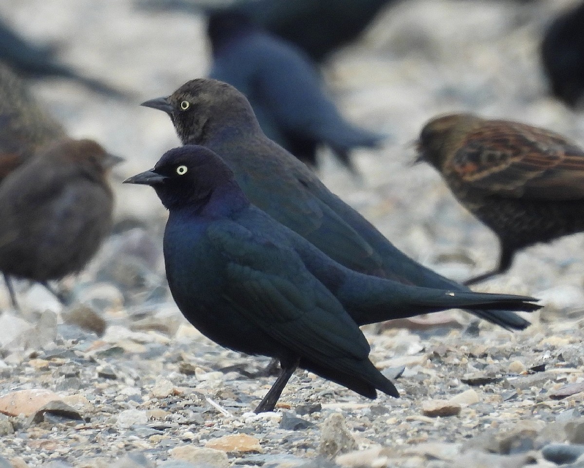 Brewer's Blackbird - ML613657196