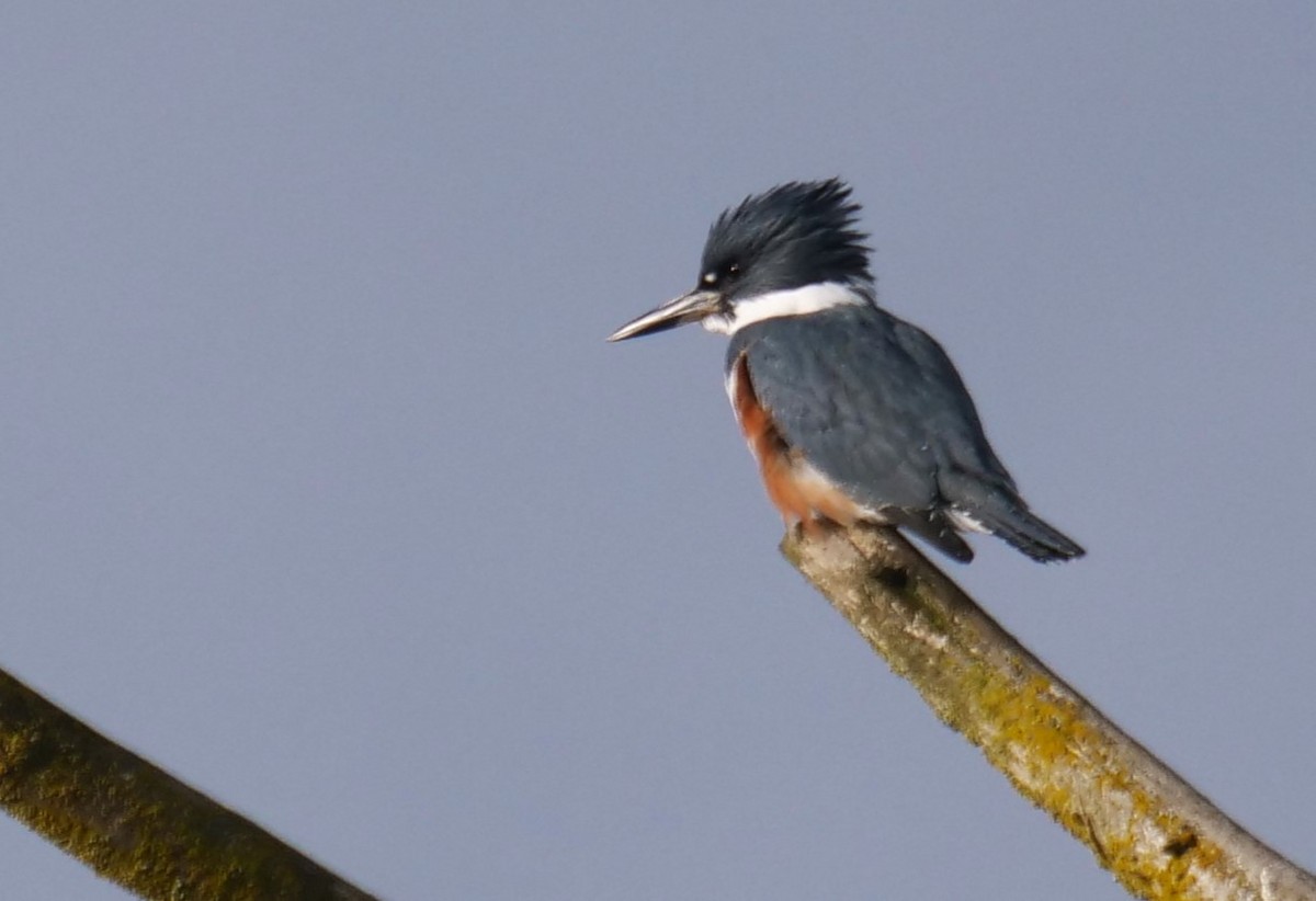 Belted Kingfisher - ML613657223