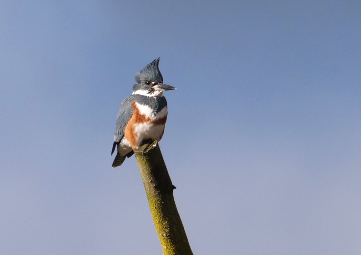 Belted Kingfisher - ML613657224