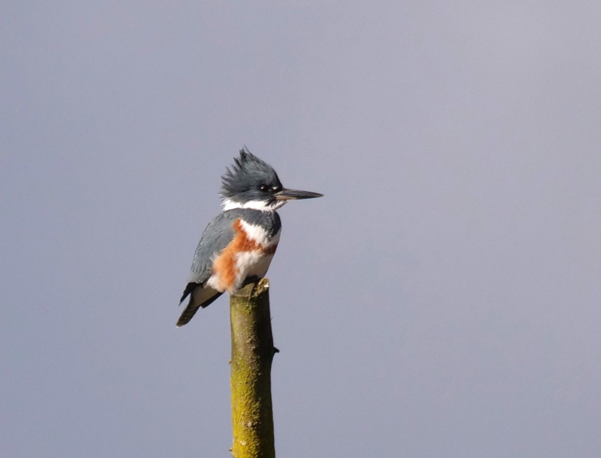 Belted Kingfisher - ML613657225