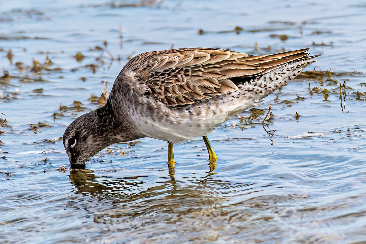 Short-billed Dowitcher - ML613657273