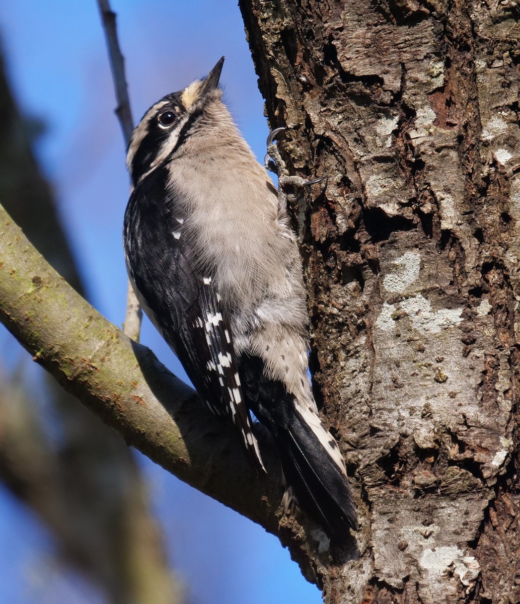 Downy Woodpecker - ML613657322