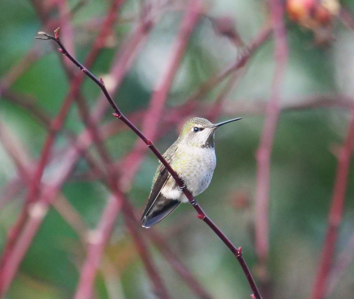 Colibrí de Anna - ML613657408