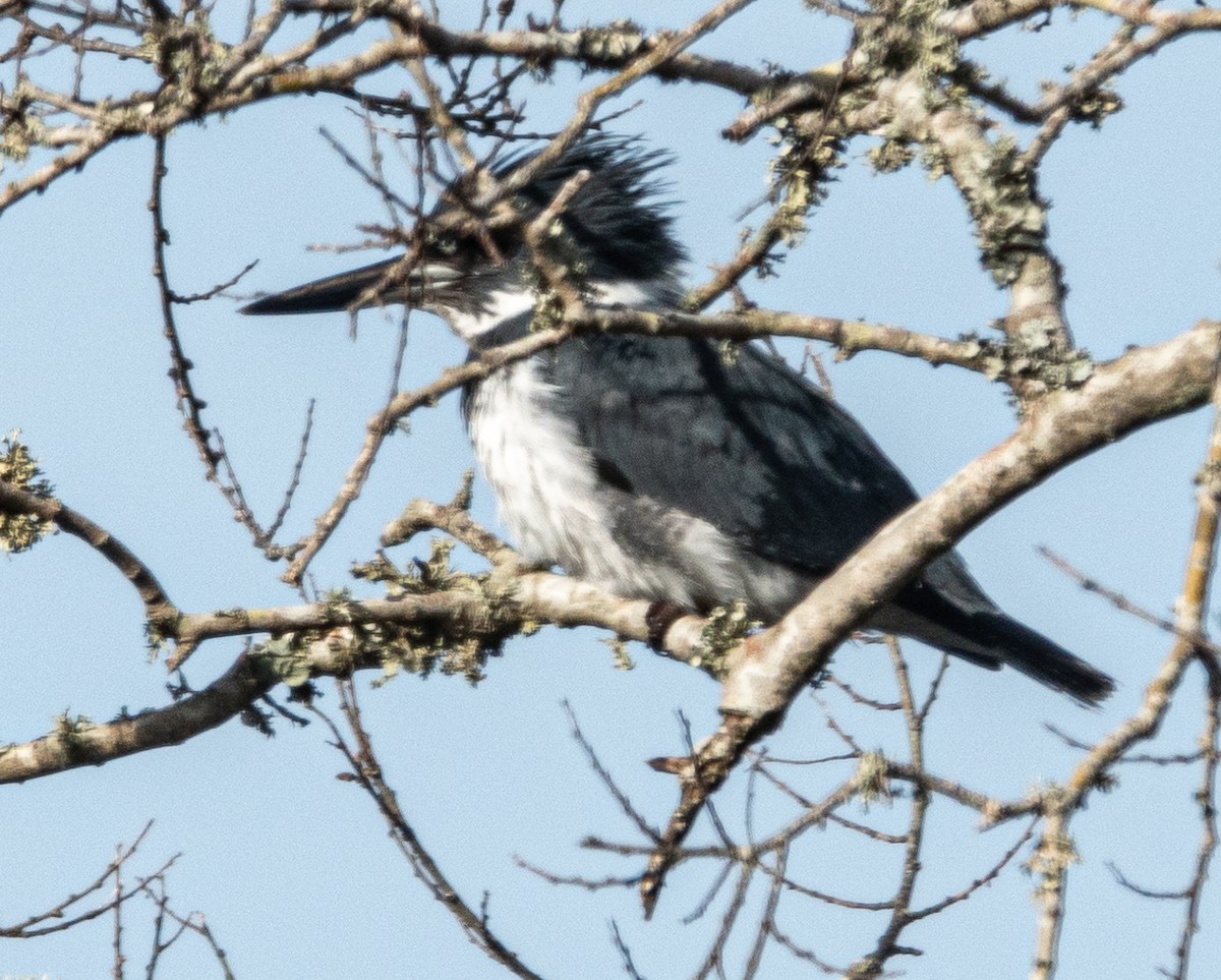 Belted Kingfisher - ML613657534