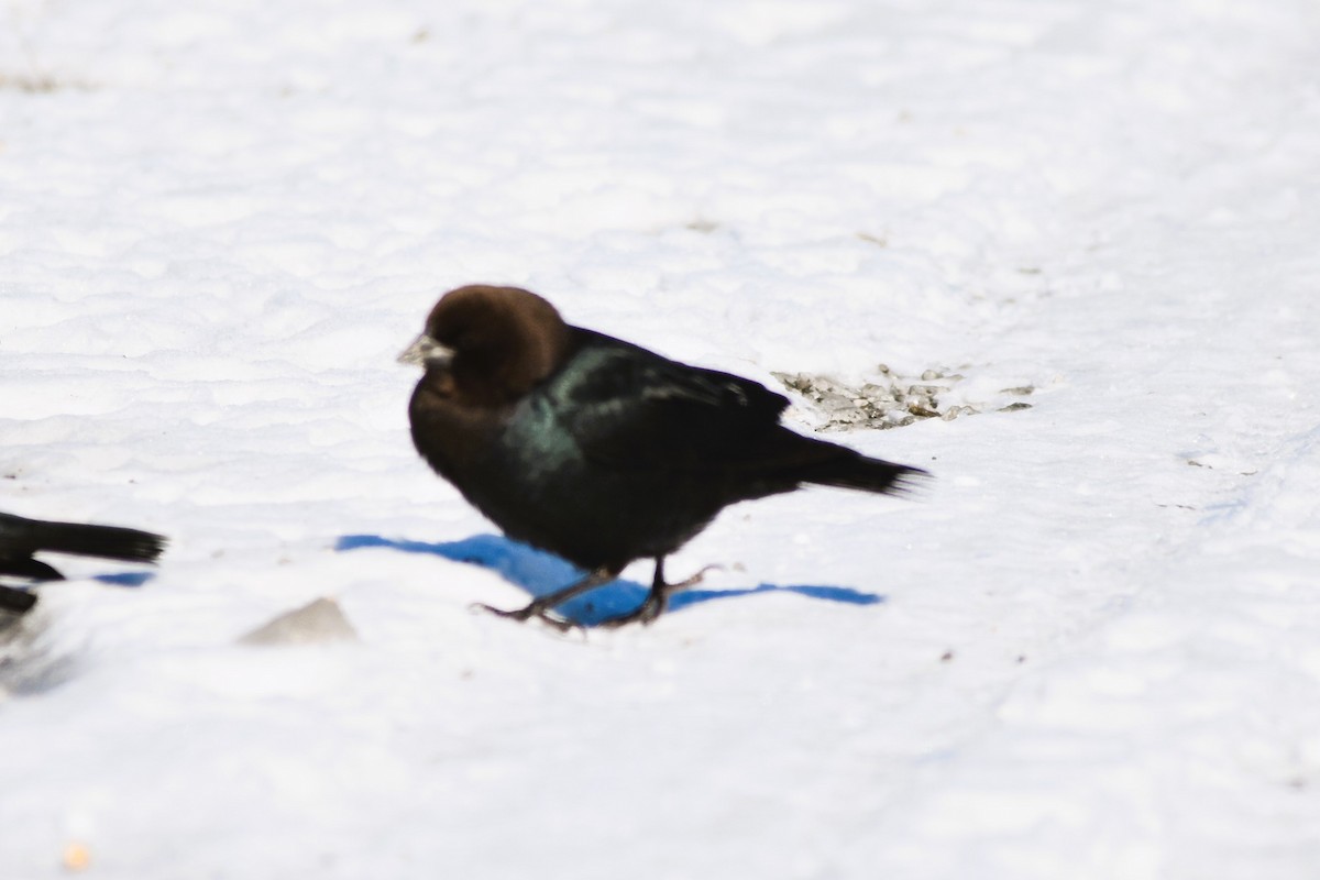 Brown-headed Cowbird - ML613657583