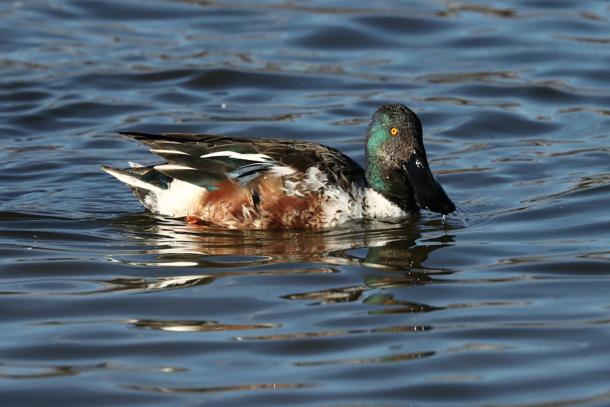מרית צפונית - ML613657627
