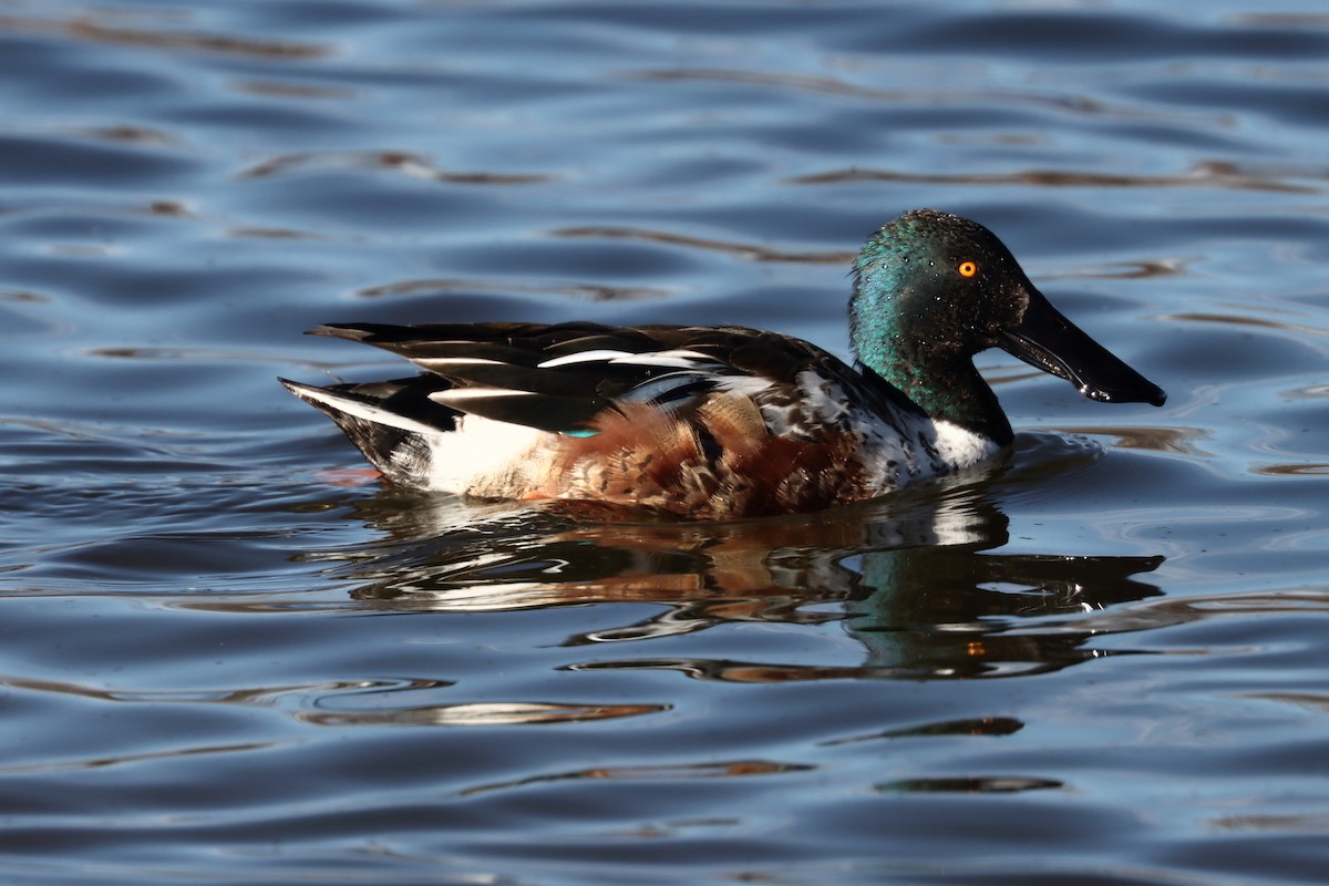מרית צפונית - ML613657666