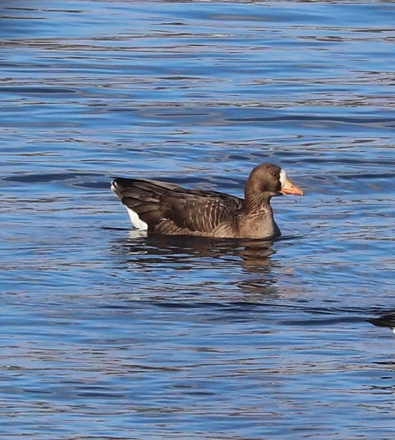 Greater White-fronted Goose - ML613657673