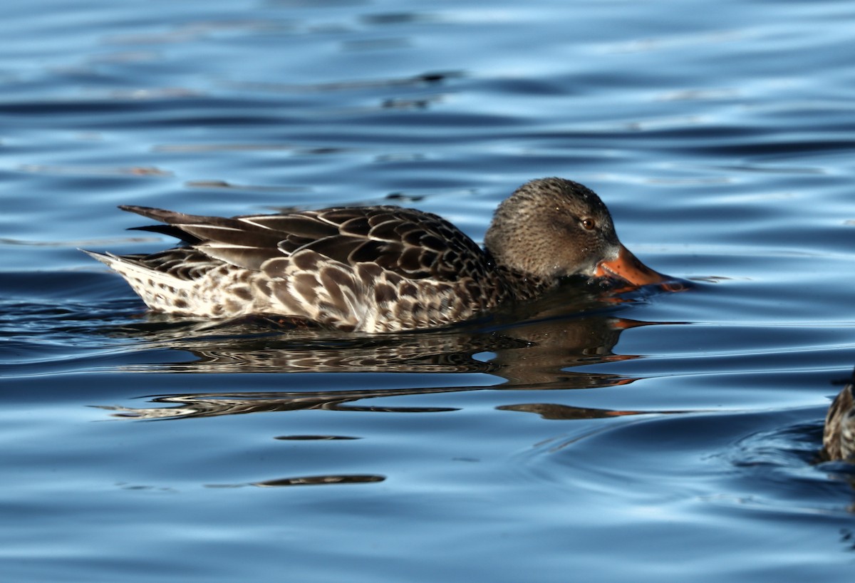 מרית צפונית - ML613657684