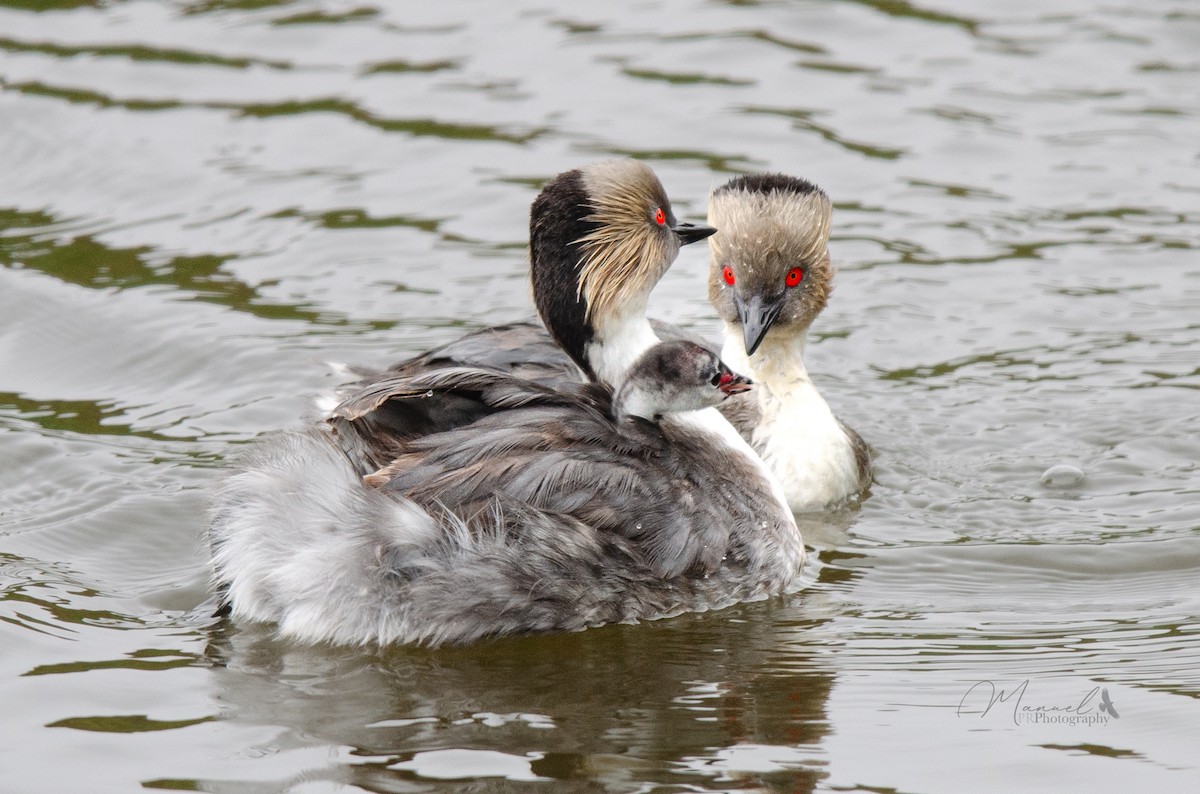 Silvery Grebe - ML613657703
