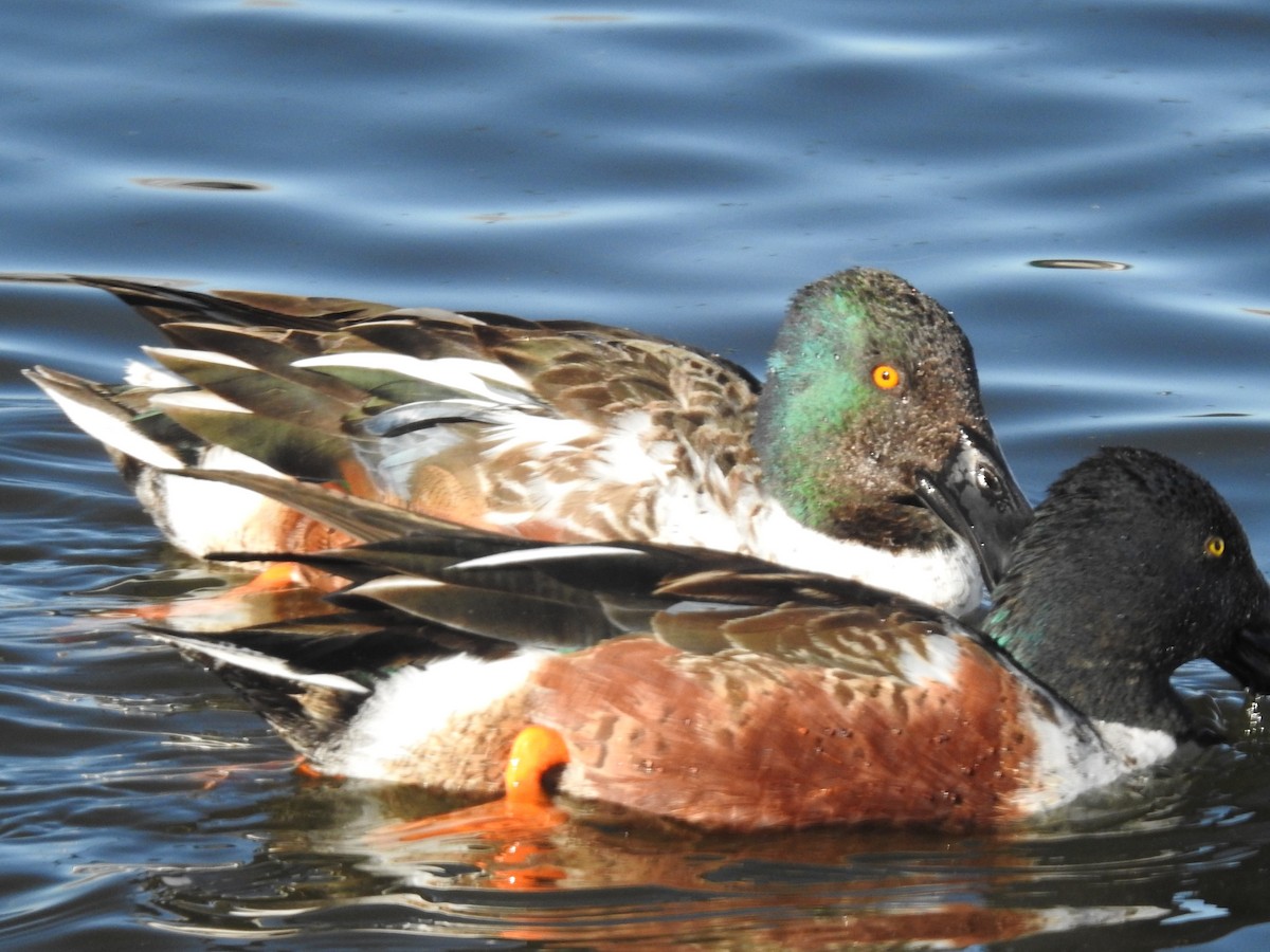 מרית צפונית - ML613657860