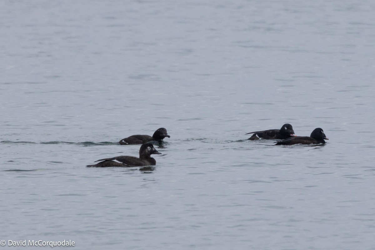 White-winged Scoter - ML613657875