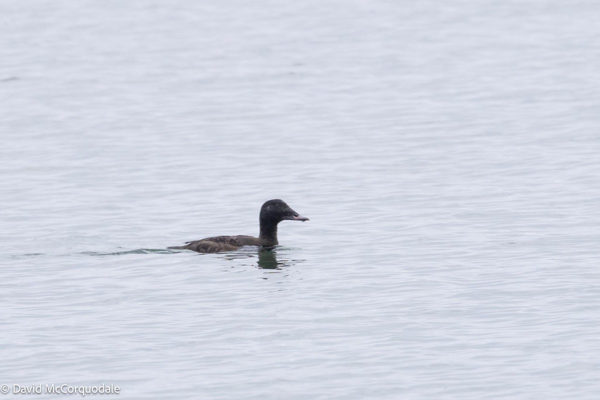 White-winged Scoter - ML613657877