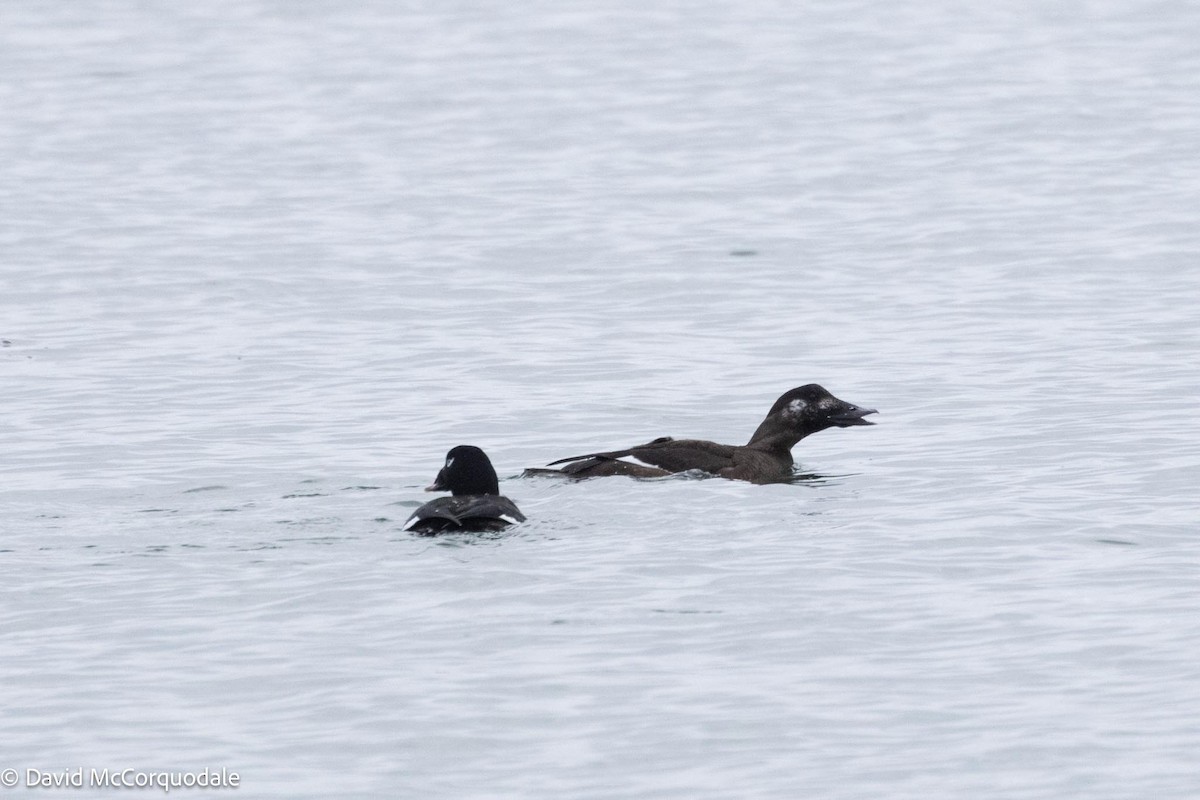 White-winged Scoter - ML613657878