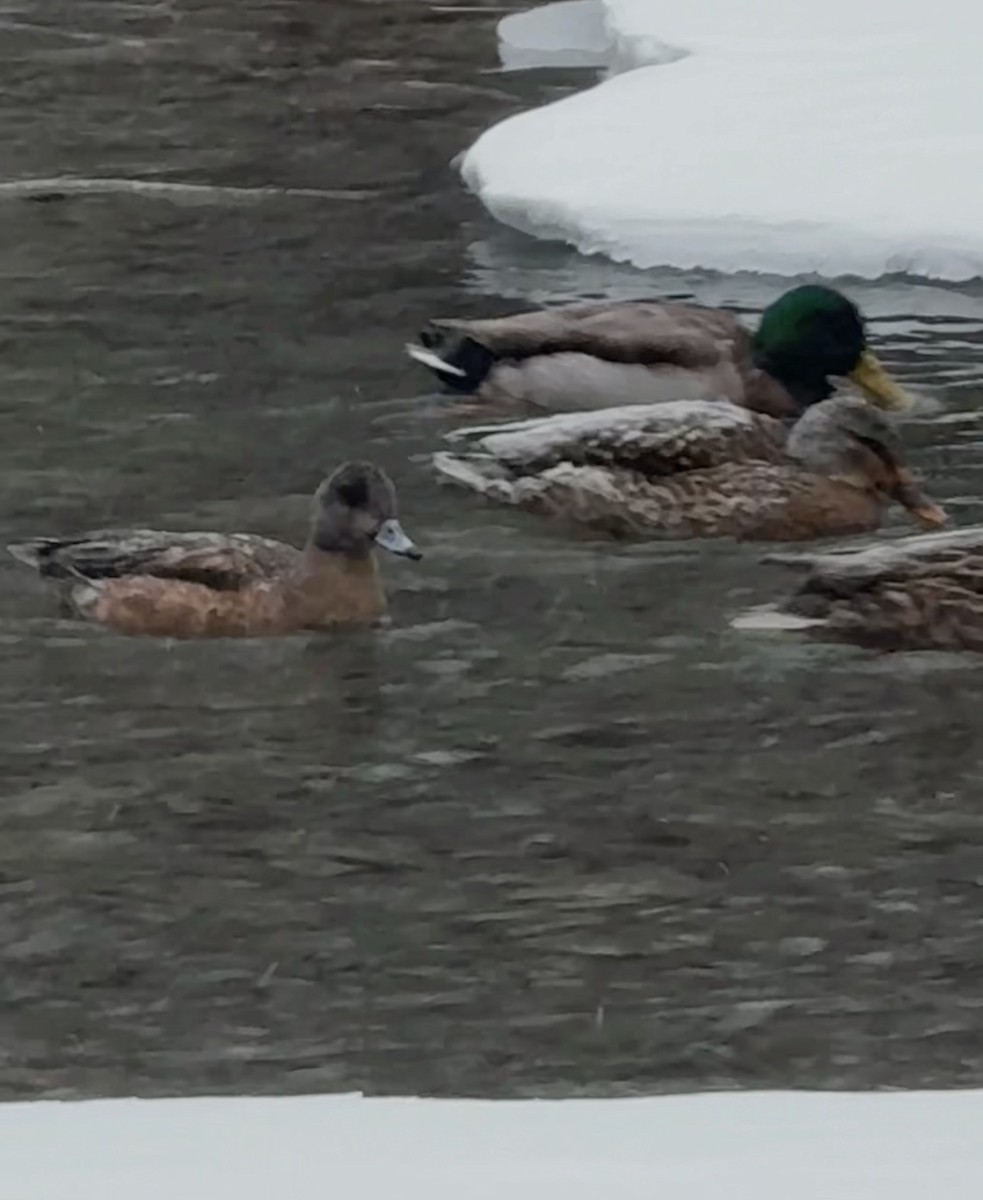 American Wigeon - Anonymous