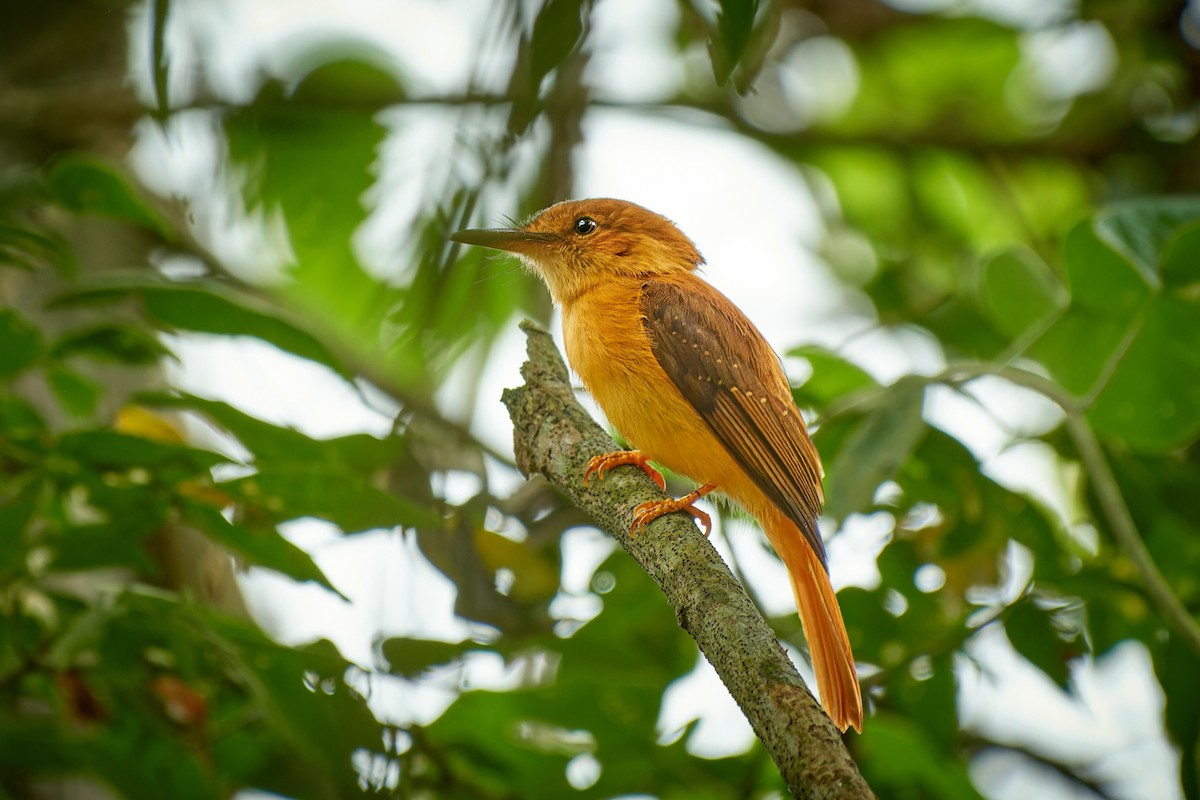 Tropical Royal Flycatcher (Pacific) - ML613658049