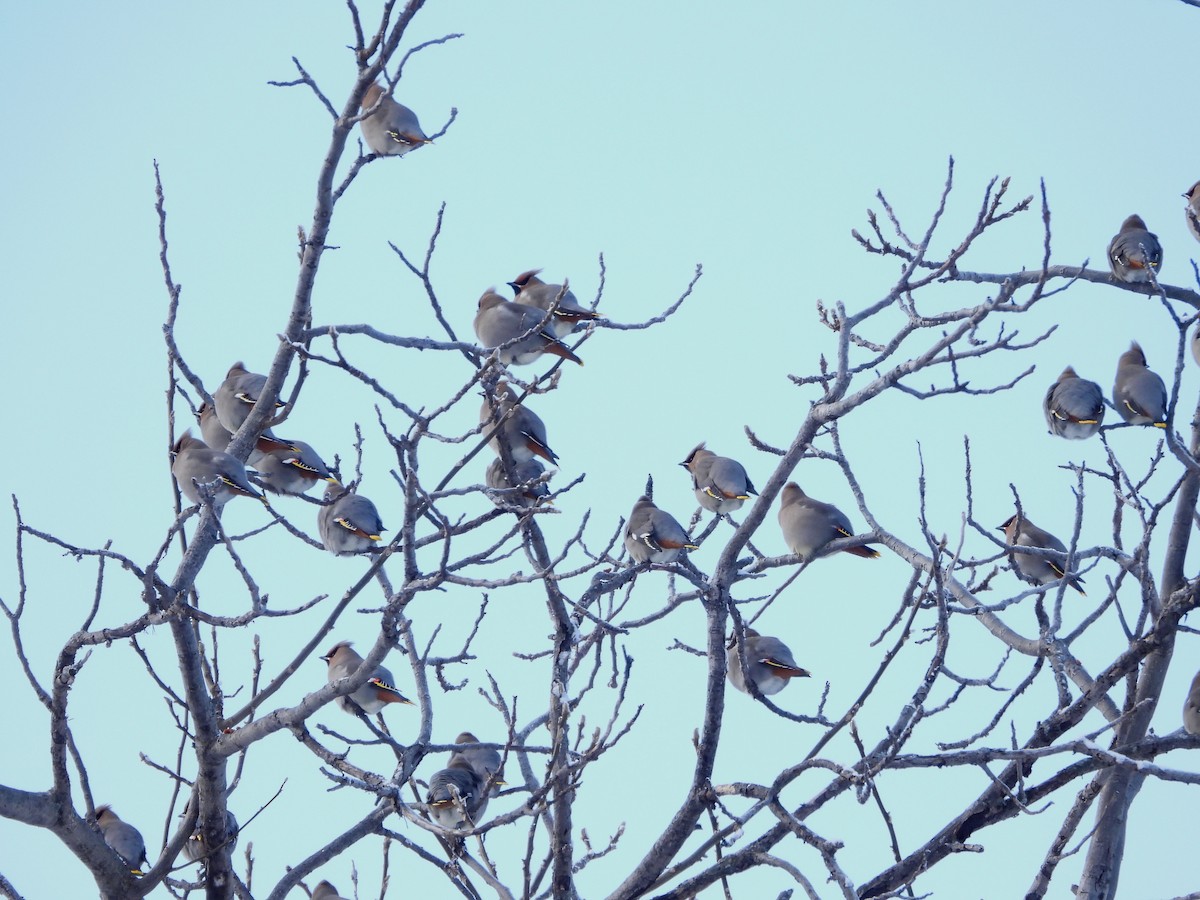 Bohemian Waxwing - ML613658071