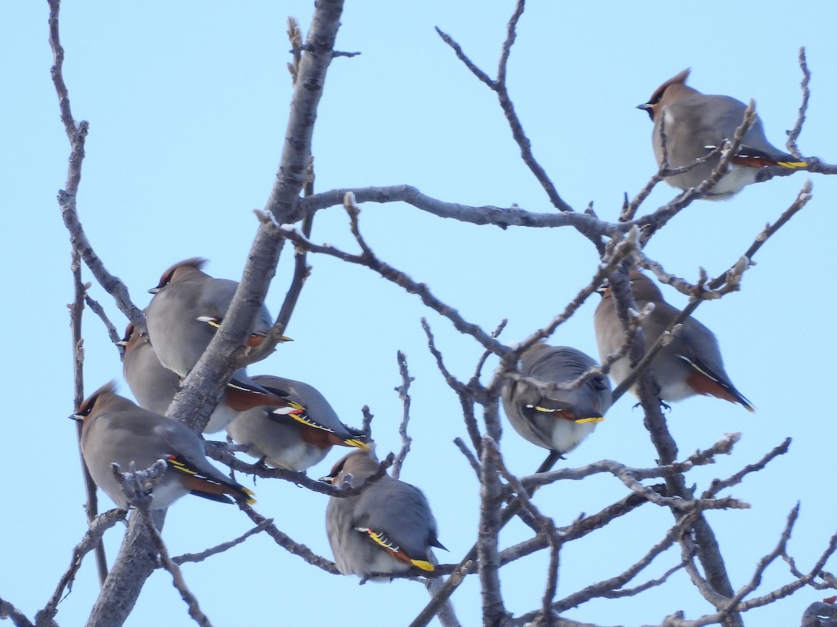 Bohemian Waxwing - ML613658096