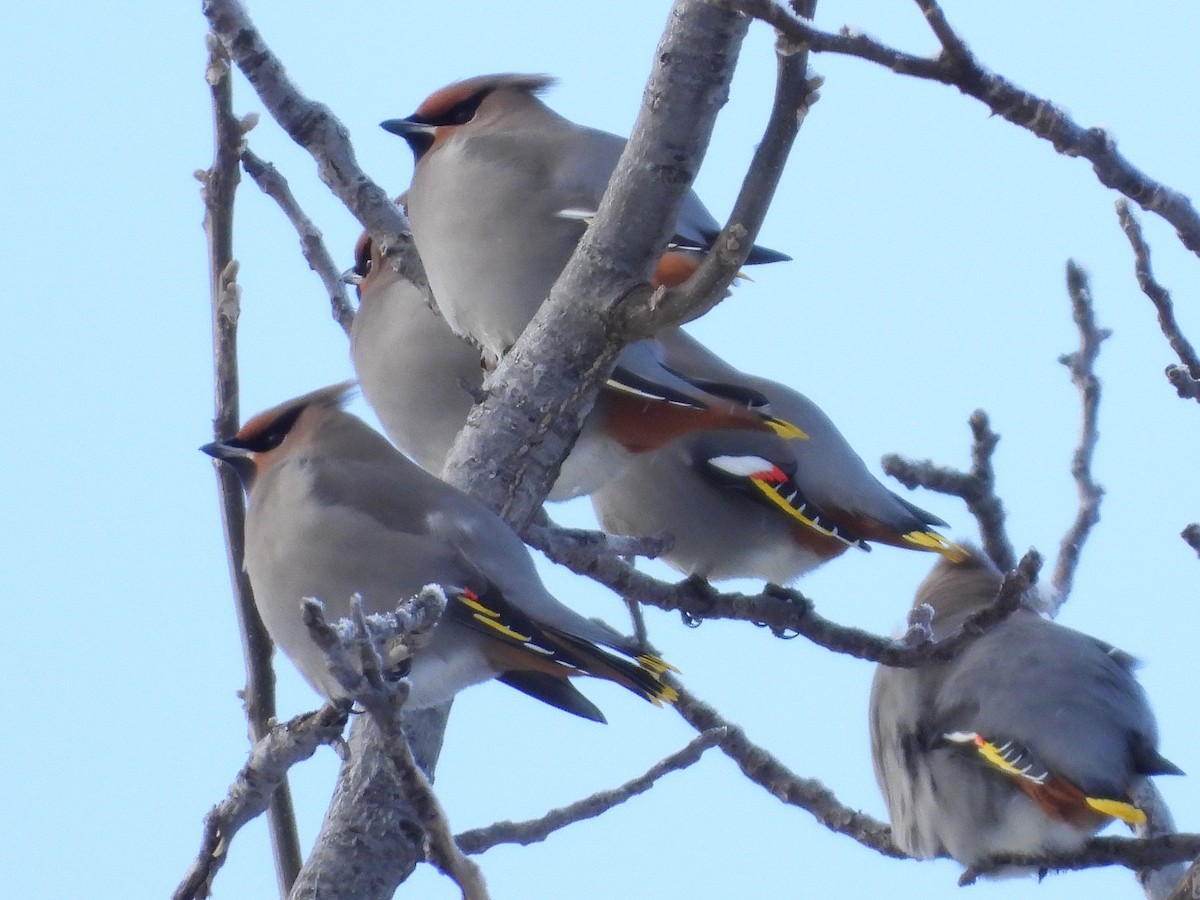 Bohemian Waxwing - ML613658105