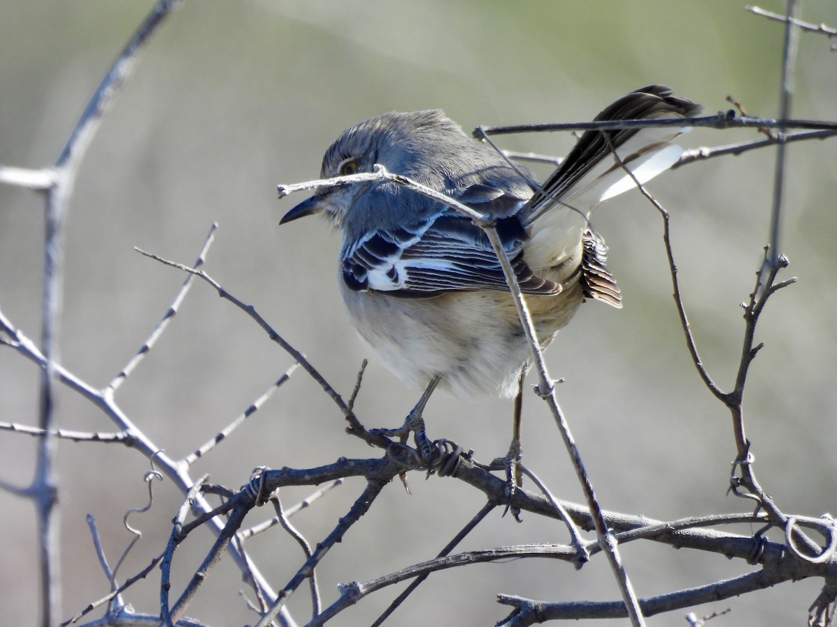 Northern Mockingbird - ML613658198