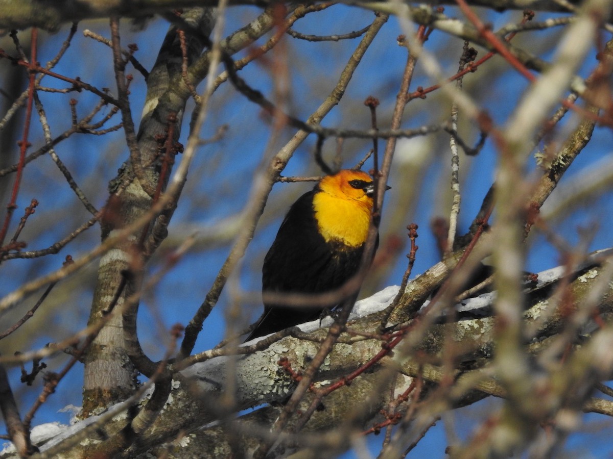 Yellow-headed Blackbird - ML613658212