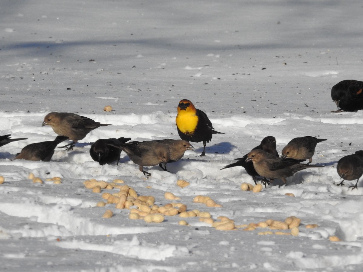 Yellow-headed Blackbird - ML613658213