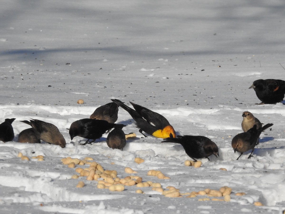 Yellow-headed Blackbird - ML613658214